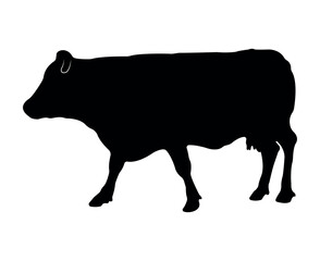 Vector cow silhouette isolated on white background