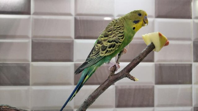 A small green budgie sits on a branch and eats an apple