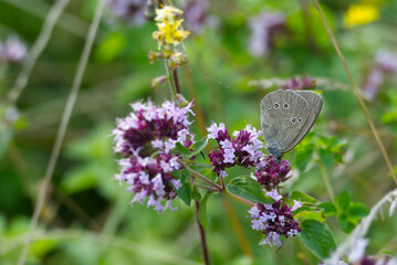 Ringlet (Aphantopus hyperantus) butterfly sitting on a pink flower in Zurich, Switzerland