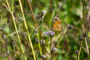 Meadow brown (maniola jurtina) butterfly sitting on a purple flower in Zurich, Switzerland