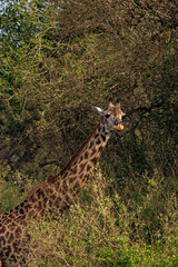 Beautiful Animals of Africa