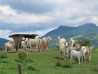 Fototapeta premium herd of cows