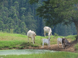 Fototapeta premium herd of horses
