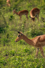 Beautiful Animals of Africa