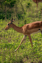 Beautiful Animals of Africa