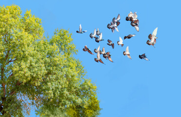 Group of pigeon flying in the sky on tree branch
