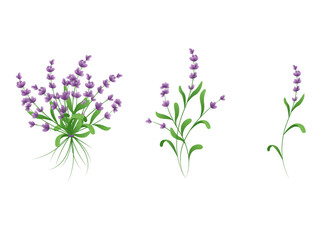 Set of lavender flowers