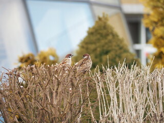 木にとまるスズメ
