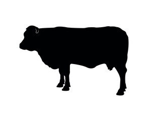 Vector cow silhouette isolated on white background