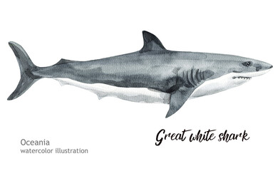 Watercolor Great white shark.  Hand painting postcard with Great white shark isolated white background. Ocean animals	