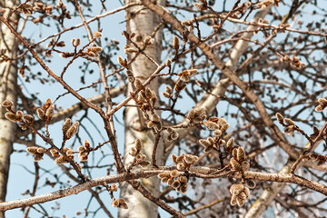 Willow branches on a tree. Early spring in Europe.