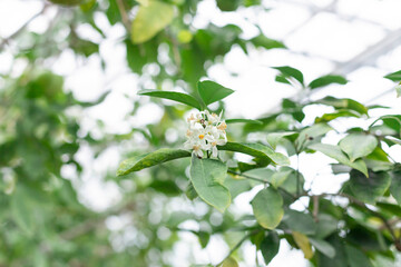 Citrus white flowers on the fruit tree in the orangery. Close up