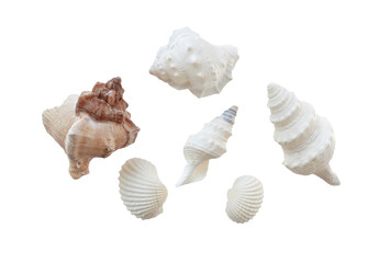 Isolated seashells on transparency png file summer decoration