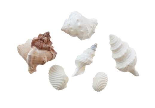 Isolated seashells on transparency png file summer decoration