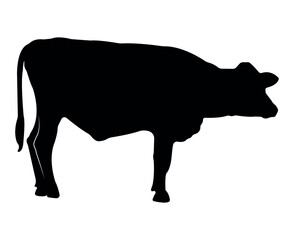 Vector cow silhouette isolated on white background