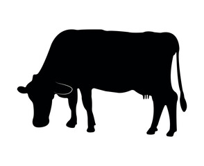 Vector cow silhouette isolated on white background