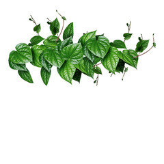 Naklejka na ściany i meble green leaves frame on transparent background
