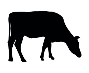 Vector cow silhouette isolated on white background