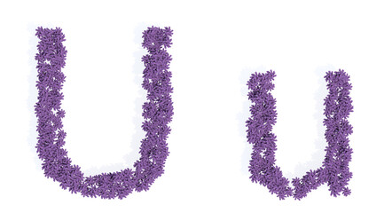 Concept or conceptual set of beautiful blooming lupine bouquets forming the font U. 3d illustration metaphor for education, design and decoration, romance and love, nature, spring or summer.