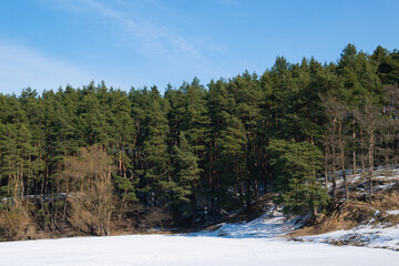 Obraz na płótnie Canvas Winter landscape in sunny weather. Coniferous forest in the snow on the bank of a frozen river