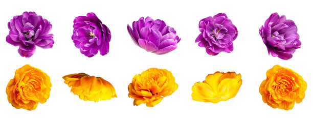 Various buds and petals of purple yellow tulip isolated on white background. With clipping path....