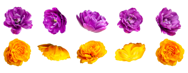 Various buds and petals of purple yellow tulip isolated on white background. With clipping path. Spring blossom nature layout, beautiful flowers for your design. Mockup