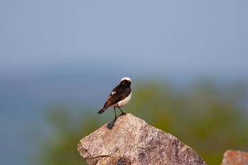 little bird watching around on the stone, Pied Wheatear, Oenanthe pleschanka