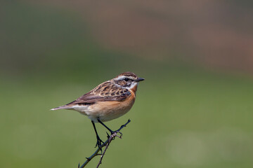 bird looking around  in woodland, Whinchat, Saxicola rubetra