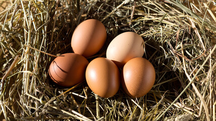Chicken eggs in a straw nest at sunset. Hard shadows. Top view.