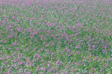 畑の一面に咲くラッキョウの花 鳥取県 鳥取砂丘