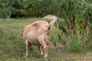 A goat eats grass on the lawn.A goat grazes on a green lawn in the village.The theme of animal husbandry, agriculture.