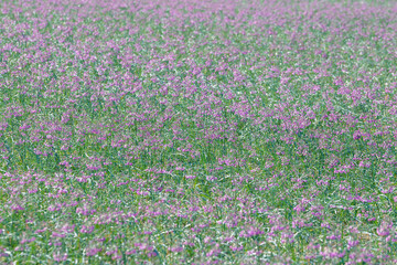 畑の一面に咲くラッキョウの花 鳥取県 鳥取砂丘