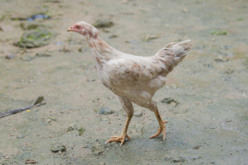a white rooster running on nature