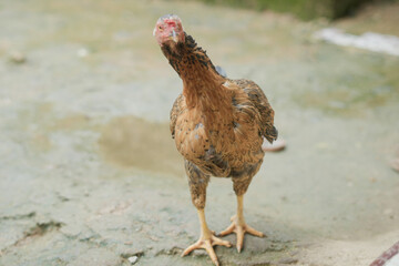 a chicken that is turning its head to a prey or predator