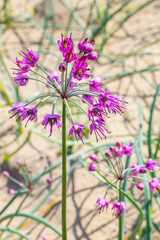 畑の一面に咲くラッキョウの花 鳥取県 鳥取砂丘