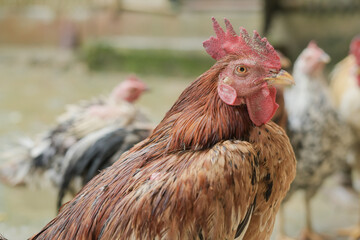 Ayam Wiring Abang (indonesian) one of the bangkok roosters that live on the island of Java