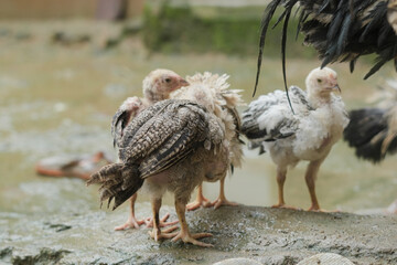 the chicks are taking shelter due to the natural conditions it is raining