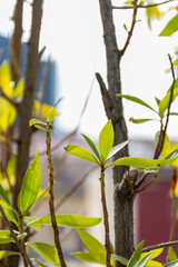 Close up plant green leaves in the garden.