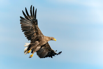 white tailed eagle (Haliaeetus albicilla) flies above the water of the oder delta in Poland, europe. Copy space. Wings spread.