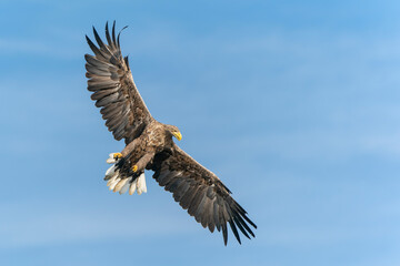 white tailed eagle (Haliaeetus albicilla) flies above the water of the oder delta in Poland, europe. Copy space. Wings spread.