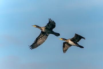 Two the great cormorant (Phalacrocorax carbo), known as the black shag in New Zealand, great black...