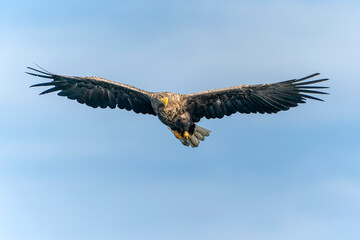 white tailed eagle (Haliaeetus albicilla) flies above the water of the oder delta in Poland, europe. Copy space. Wings spread.