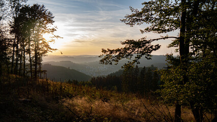 sunset in the forest