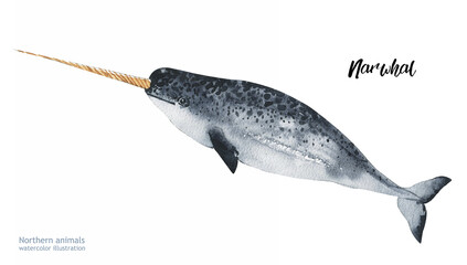 Watercolor cute Narwhal. Hand painting postcard with Narwhal isolated white background. Ocean animals.