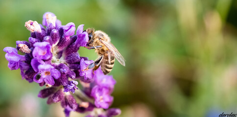 Macro Bee on a flower