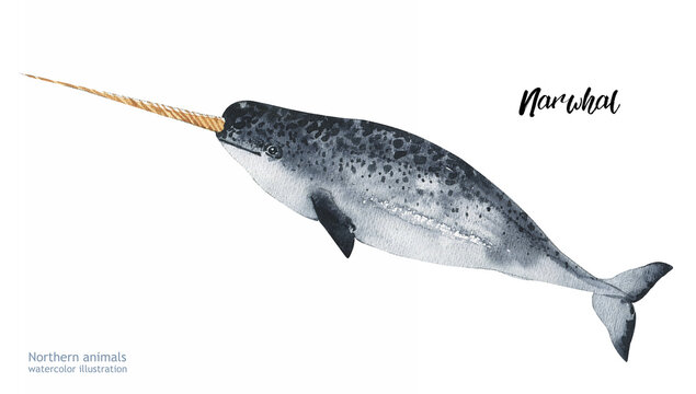 Watercolor cute Narwhal. Hand painting postcard with Narwhal isolated white background. Ocean animals.