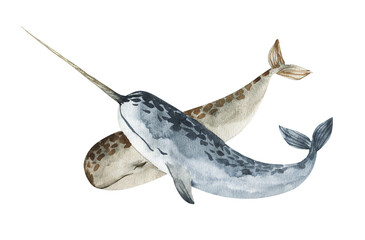 Watercolor cute narwhals. Hand painting postcard with narwhals isolated white background. Ocean animals. © Kat_branch_art