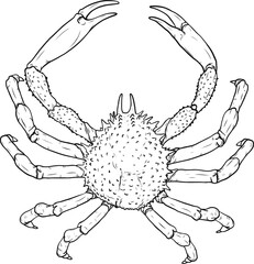 Crab png by hand drawing.crab silhouette on white background.