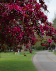 London - 04 11 2022: Blooming tree with red flowers in Holland park