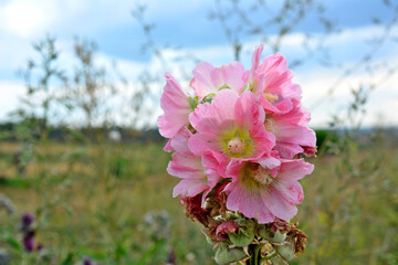 blooming gladiolus with pink flowers isolated with field and cloudy sky on background, macro